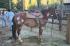 Painted Indian Horse